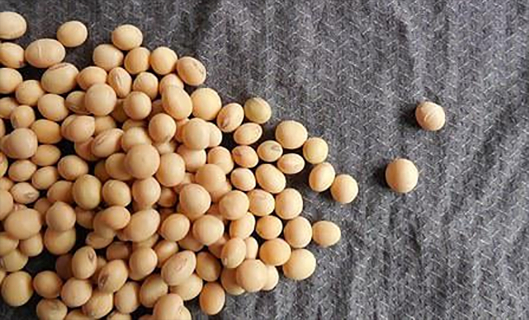 �������š�yl(�й���)�ٷ���վ